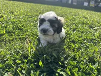 Ozzy, a male Maltese and Shih Tzu for sale in Gilbert, AZ – Photo 3 of 7