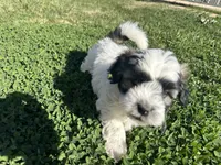 Ozzy, a male Maltese and Shih Tzu for sale in Gilbert, AZ – Photo 4 of 7