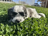 Ozzy, a male Maltese and Shih Tzu for sale in Gilbert, AZ – Photo 2 of 7