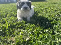 Ozzy, a male Maltese and Shih Tzu for sale in Gilbert, AZ – Photo 1 of 7