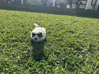 Ozzy, a male Maltese and Shih Tzu for sale in Gilbert, AZ – Photo 7 of 7