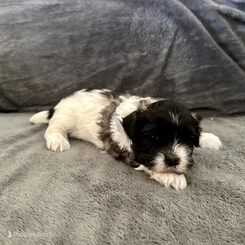 Ozzy – Shihpoo, Shih Tzu puppy for sale in Gilbert, AZ
