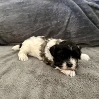 Ozzy, a male Shihpoo and Shih Tzu for sale in Gilbert, AZ – 5 of 7