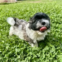 Ozzy, a male Shihpoo and Shih Tzu for sale in Gilbert, AZ – 2 of 7