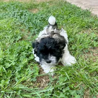 Ozzy, a male Shihpoo and Shih Tzu for sale in Gilbert, AZ – 4 of 7