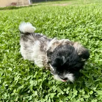 Ozzy, a male Shihpoo and Shih Tzu for sale in Gilbert, AZ – 6 of 7