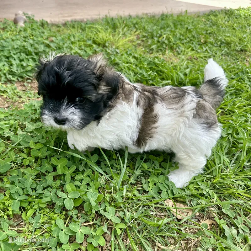 Ozzy – Shihpoo, Shih Tzu puppy for sale in Gilbert, AZ