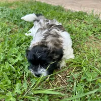 Ozzy, a male Shihpoo and Shih Tzu for sale in Gilbert, AZ – 7 of 7