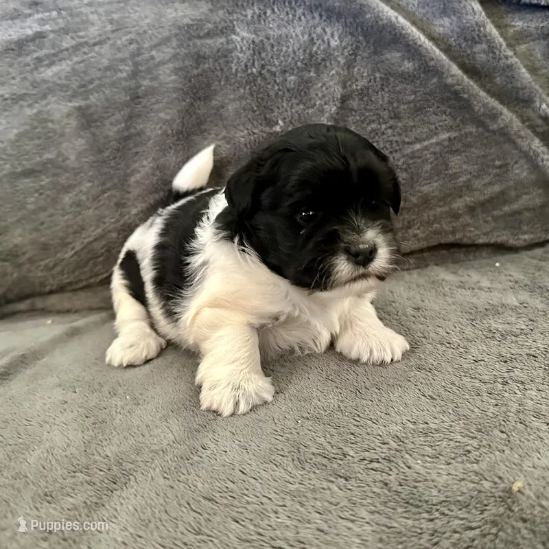 Ruby – Shihpoo, Shih Tzu puppy for sale in Gilbert, AZ