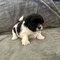 Ruby, a female Shihpoo and Shih Tzu for sale in Gilbert, AZ – Photo 1 of 2