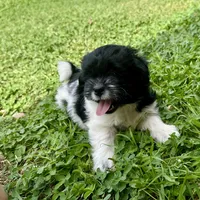 Ruby, a female Shihpoo and Shih Tzu for sale in Gilbert, AZ – 3 of 6