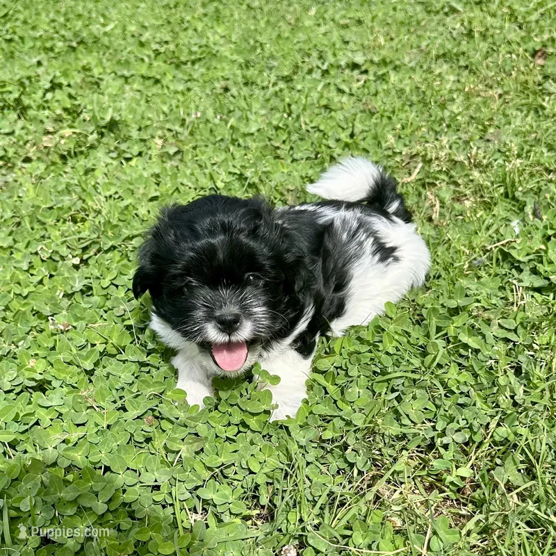 Ruby – Shihpoo, Shih Tzu puppy for sale in Gilbert, AZ