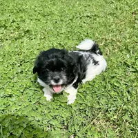 Ruby, a female Shihpoo and Shih Tzu for sale in Gilbert, AZ – 1 of 6