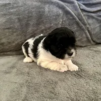 Ruby, a female Shihpoo and Shih Tzu for sale in Gilbert, AZ – Photo 2 of 2