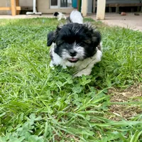 Ruby, a female Shihpoo and Shih Tzu for sale in Gilbert, AZ – 2 of 6