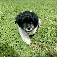 Ruby, a female Shihpoo and Shih Tzu for sale in Gilbert, AZ – 4 of 6