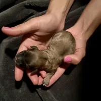 Ruby, a female Maltese and Shih Tzu for sale in Gilbert, AZ – Photo 3 of 3