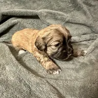 Ruby, a female Maltese and Shih Tzu for sale in Gilbert, AZ – Photo 2 of 3