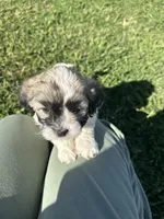 Lily, a female Maltese and Shih Tzu for sale in Gilbert, AZ – Photo 1 of 5