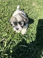 Lily, a female Maltese and Shih Tzu for sale in Gilbert, AZ – Photo 2 of 5