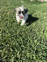 Lily, a female Maltese and Shih Tzu for sale in Gilbert, AZ – Photo 5 of 5