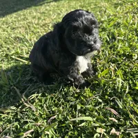 Toby, a male Shihpoo and Poodle - Toy  for sale in Gilbert, AZ – Photo 8 of 10