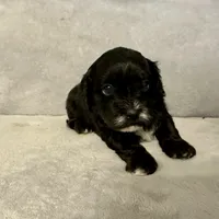 Toby, a male Shihpoo and Poodle - Toy  for sale in Gilbert, AZ – Photo 10 of 10