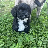 Toby, a male Shihpoo and Poodle - Toy  for sale in Gilbert, AZ – Photo 5 of 10
