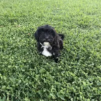 Toby, a male Shihpoo and Poodle - Toy  for sale in Gilbert, AZ – Photo 2 of 10