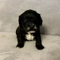Toby, a male Shihpoo and Poodle - Toy  for sale in Gilbert, AZ – Photo 9 of 10