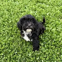 Toby, a male Shihpoo and Poodle - Toy  for sale in Gilbert, AZ – Photo 1 of 10