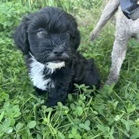 Toby, a male Shihpoo and Poodle - Toy  for sale in Gilbert, AZ – Photo 4 of 10