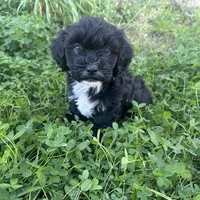 Toby, a male Shihpoo and Poodle - Toy  for sale in Gilbert, AZ – Photo 3 of 10