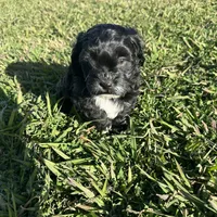 Toby, a male Shihpoo and Poodle - Toy  for sale in Gilbert, AZ – Photo 6 of 10