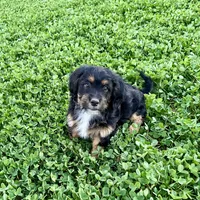 Milo, a male Shihpoo and Shih Tzu for sale in Gilbert, AZ – Photo 2 of 7