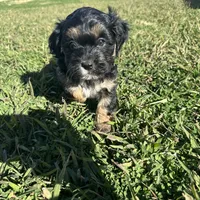 Milo, a male Shihpoo and Shih Tzu for sale in Gilbert, AZ – Photo 4 of 7