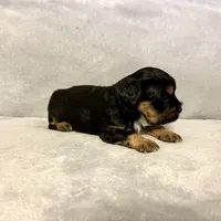 Milo, a male Shihpoo and Shih Tzu for sale in Gilbert, AZ – Photo 6 of 7