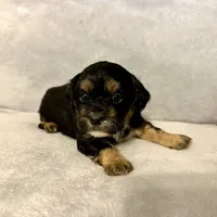 Milo, a male Shihpoo and Shih Tzu for sale in Gilbert, AZ – Photo 5 of 7