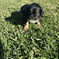 Milo, a male Shihpoo and Shih Tzu for sale in Gilbert, AZ – Photo 3 of 7