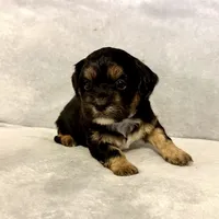 Milo, a male Shihpoo and Shih Tzu for sale in Gilbert, AZ – Photo 7 of 7