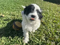 processed/6c3afbf8-853d-4e18-8abb-4898435ad966/listing/b8874c2c-a7b6-4a39-aa93-1d9a275fa967/27db9d28-1b83-4fb9-a4df-1b326c07606c