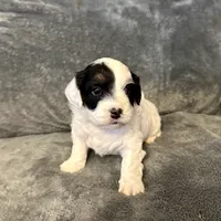 processed/6c3afbf8-853d-4e18-8abb-4898435ad966/listing/b8874c2c-a7b6-4a39-aa93-1d9a275fa967/33623dd3-bbc2-4e37-9c22-91fca4e72d3d