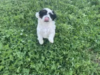 processed/6c3afbf8-853d-4e18-8abb-4898435ad966/listing/b8874c2c-a7b6-4a39-aa93-1d9a275fa967/c3e17852-52e3-4b0b-941d-3c82305b5a44