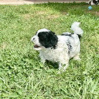 Bella, a female Shihpoo and Shih Tzu for sale in Gilbert, AZ – 5 of 8