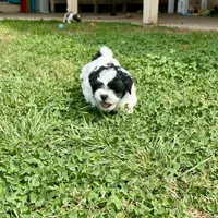 Bella, a female Shihpoo and Shih Tzu for sale in Gilbert, AZ – 3 of 8