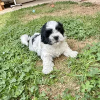 Bella, a female Shihpoo and Shih Tzu for sale in Gilbert, AZ – 2 of 8