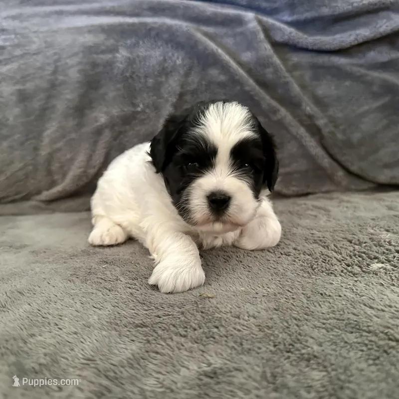 Bella – Shihpoo, Shih Tzu puppy for sale in Gilbert, AZ