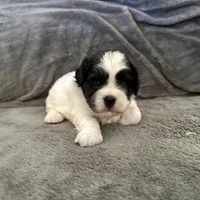 Bella, a female Shihpoo and Shih Tzu for sale in Gilbert, AZ – 8 of 8