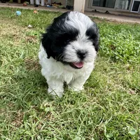 Bella, a female Shihpoo and Shih Tzu for sale in Gilbert, AZ – 7 of 8