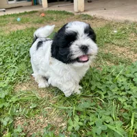 Bella, a female Shihpoo and Shih Tzu for sale in Gilbert, AZ – 6 of 8
